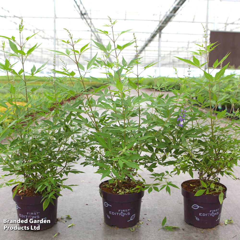 Vitex agnus-castus 'Queen Bee' image