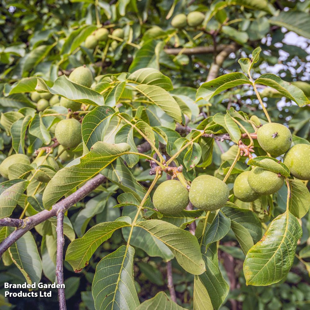 Walnut 'Lara'® image