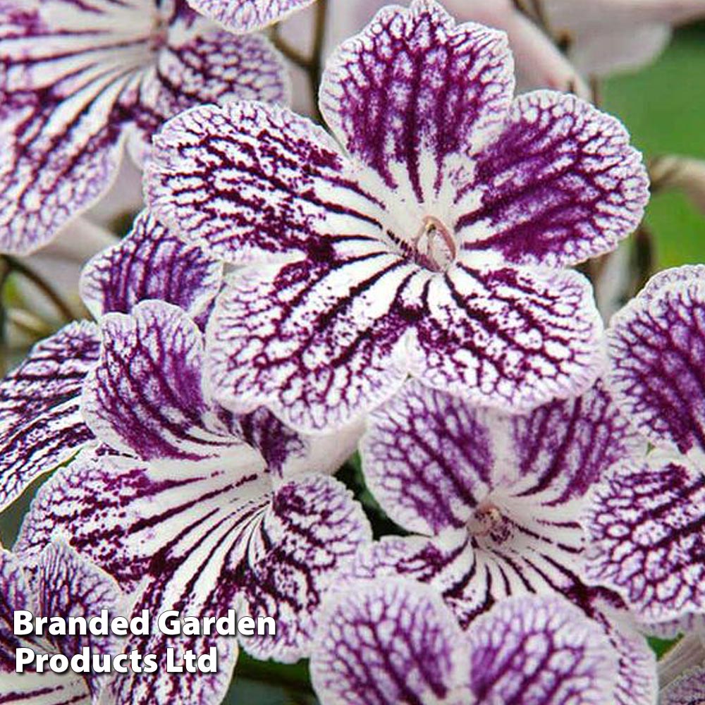 Streptocarpus 'Polka Dot Purple' image