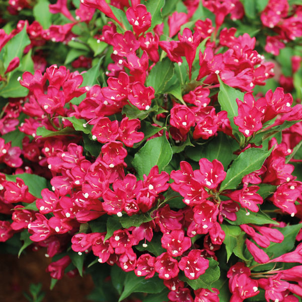 Weigela All Summer Red 'Slingco 1' image