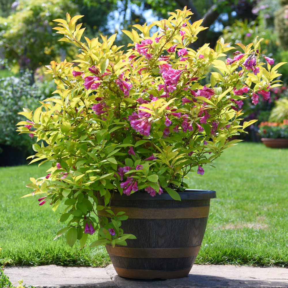 Weigela 'Magic Carpet' image