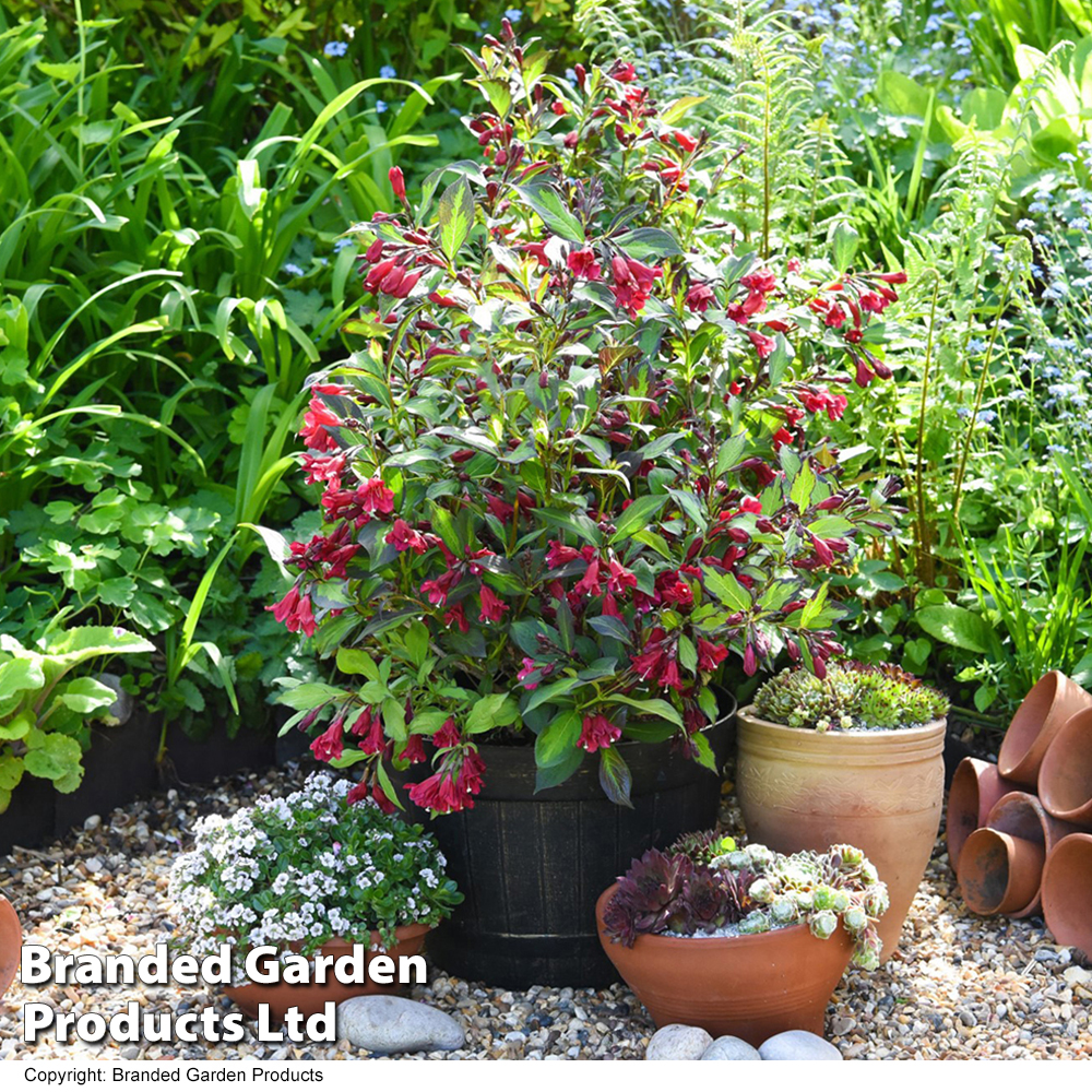 Weigela 'Camouflage' from Dobies