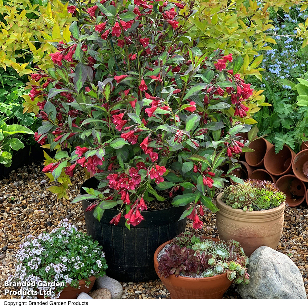 Weigela 'Camouflage' image