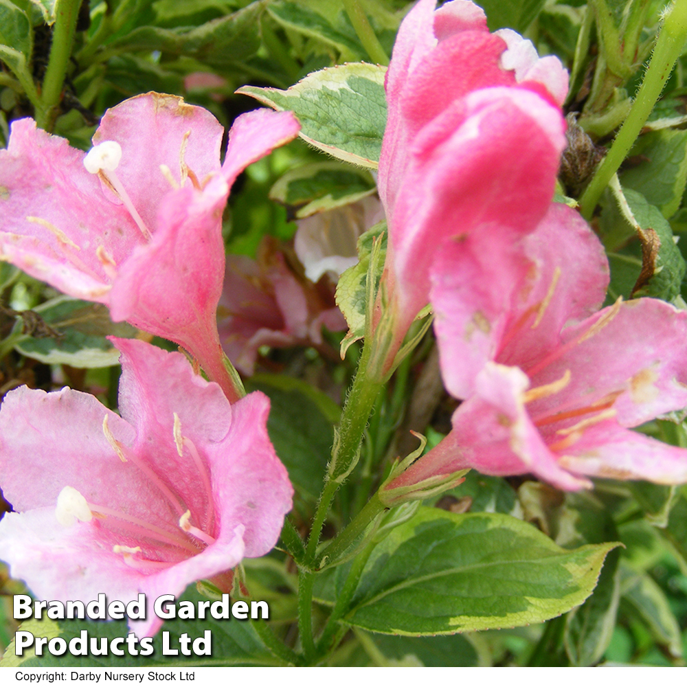 Weigela 'Kosteriana Variegata' image