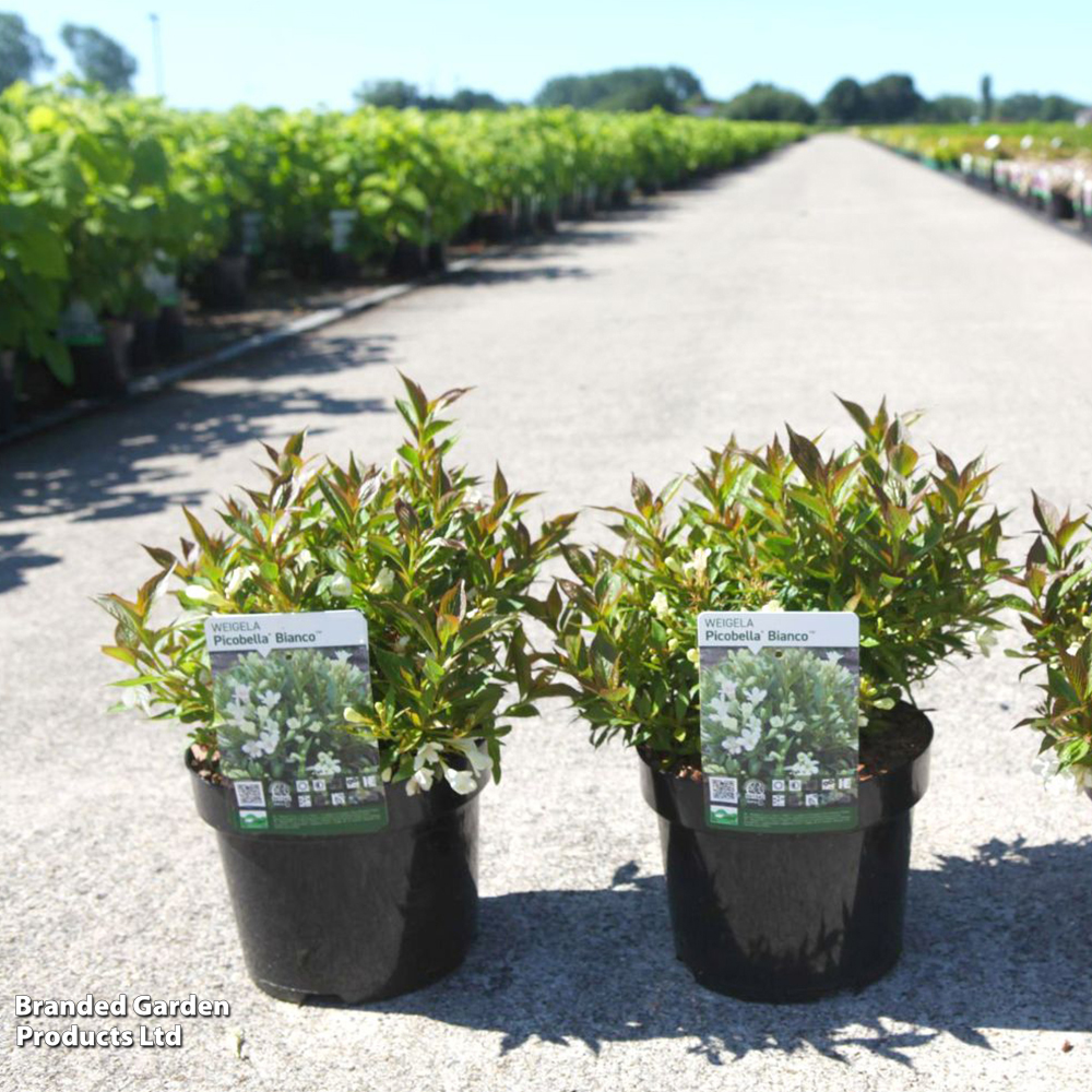 Weigela 'Picobella Bianco' image