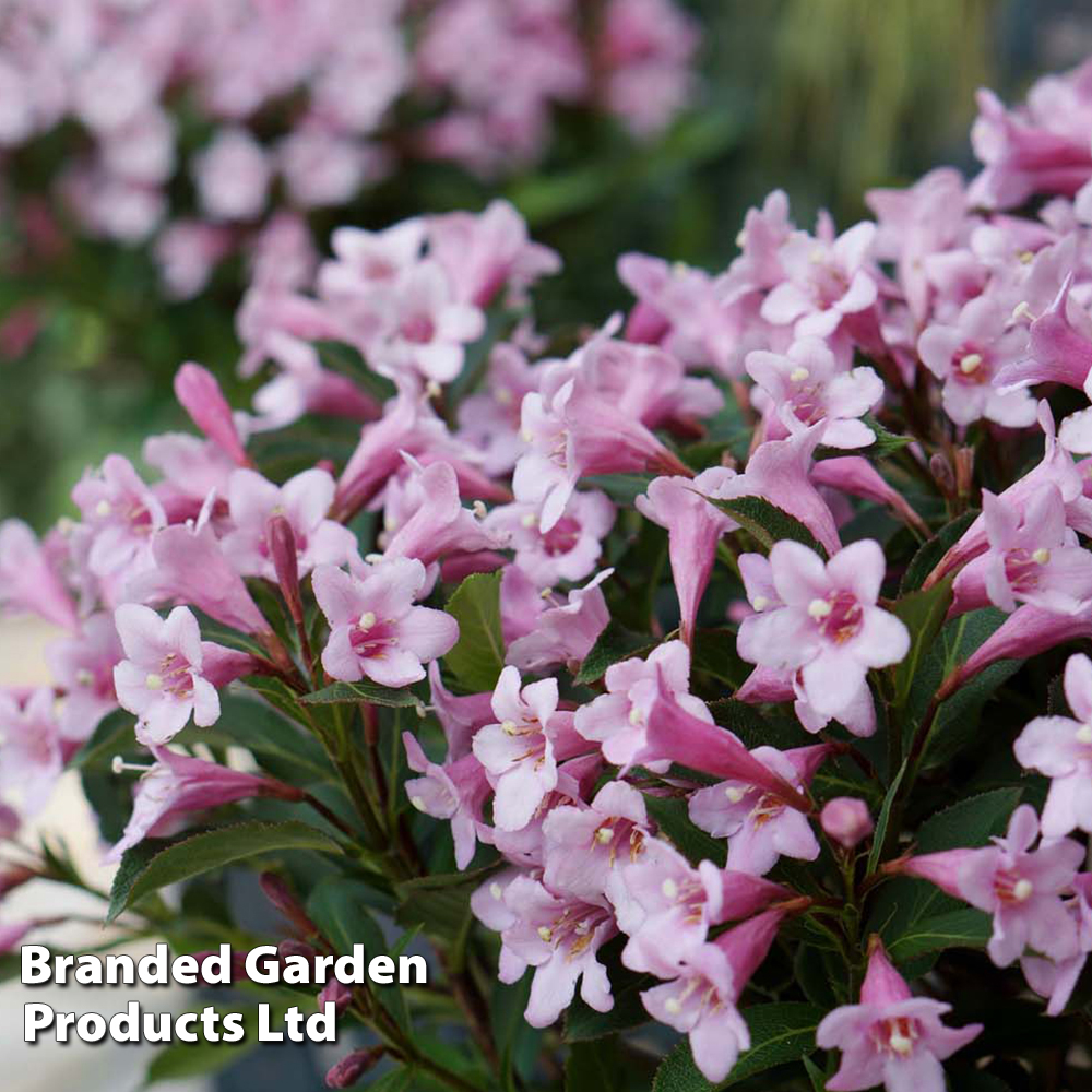 Weigela florida 'Pink Poppet' image