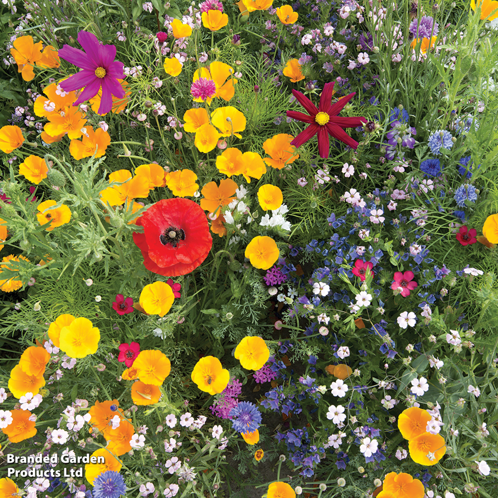 Native British Wildflower Mix 'Window Box' - Seeds image