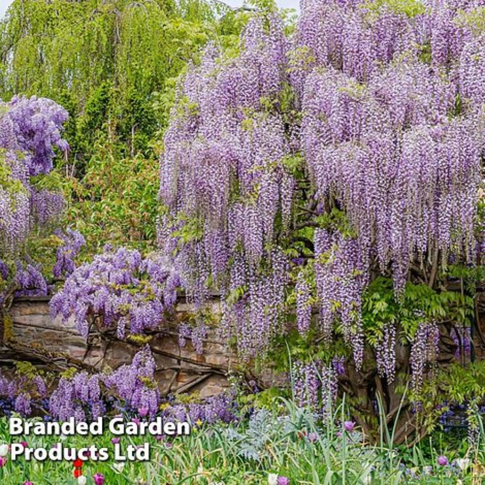 Wisteria floribunda 'Lavender Lace' image