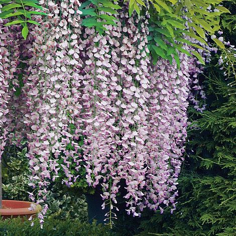 Wisteria floribunda 'Rosea' image