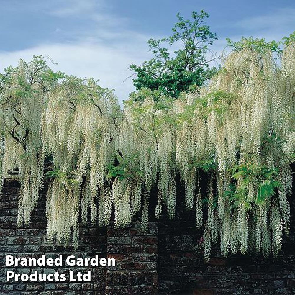 Wisteria floribunda 'Alba' image