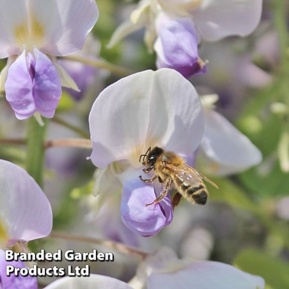 Wisteria floribunda 'Geisha' image