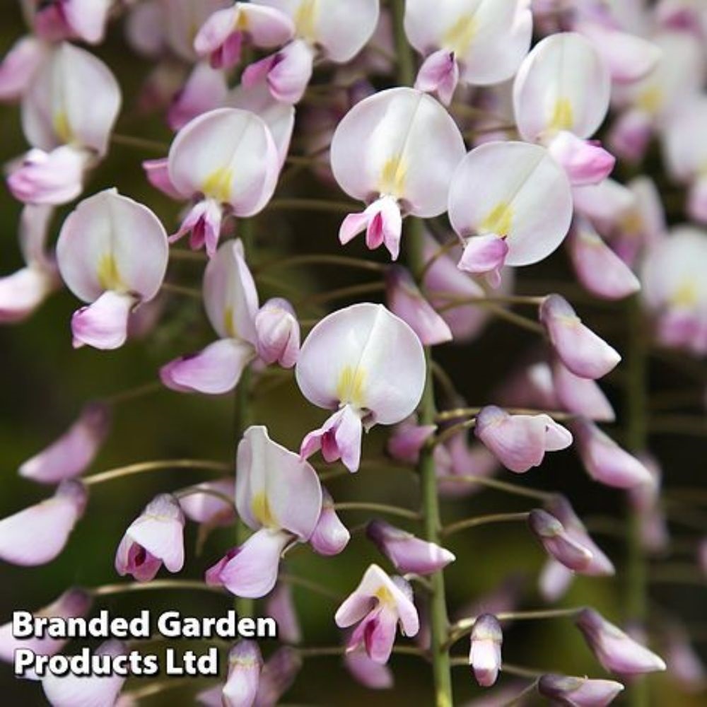 Wisteria floribunda 'Lipstick' image