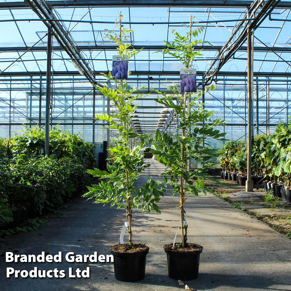 Wisteria floribunda 'Burford' image