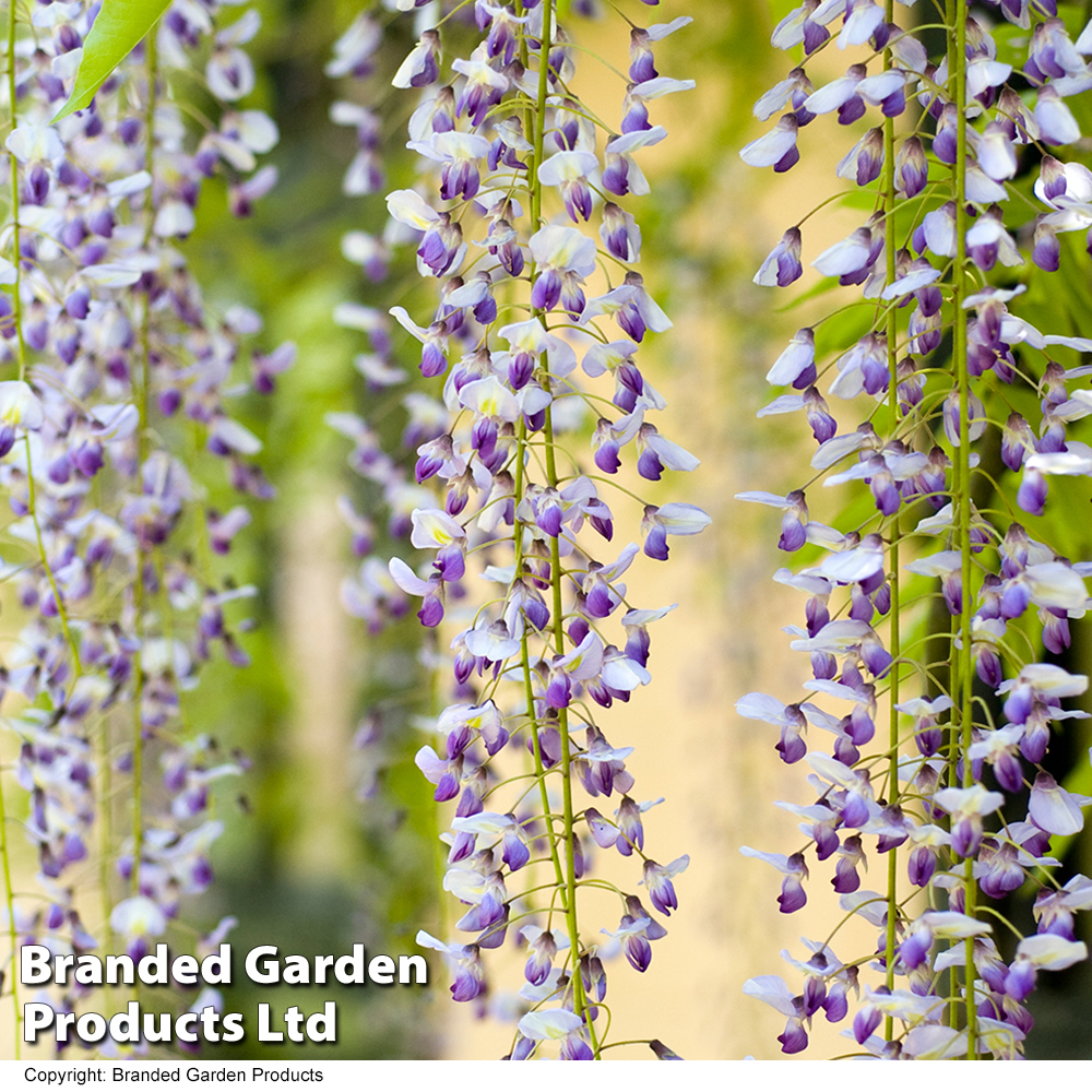 Wisteria floribunda 'Macrobotrys' Group image