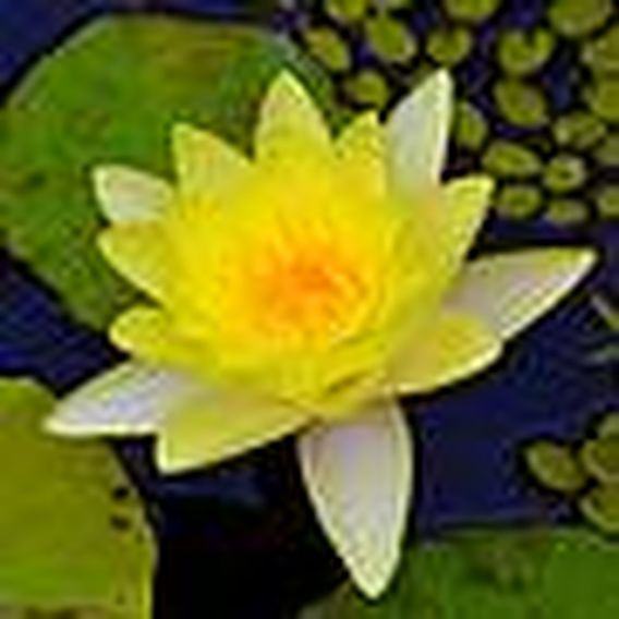 Water Lily Trio with a Pond Basket image