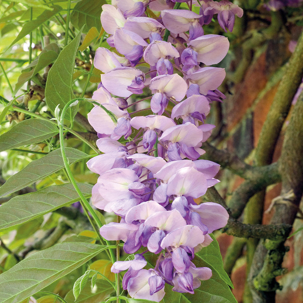 Wisteria Sinensis Hardy Garden Climbing Shrub 2X 9cm Pot Plant Scented by Thompson and Morgan 2 