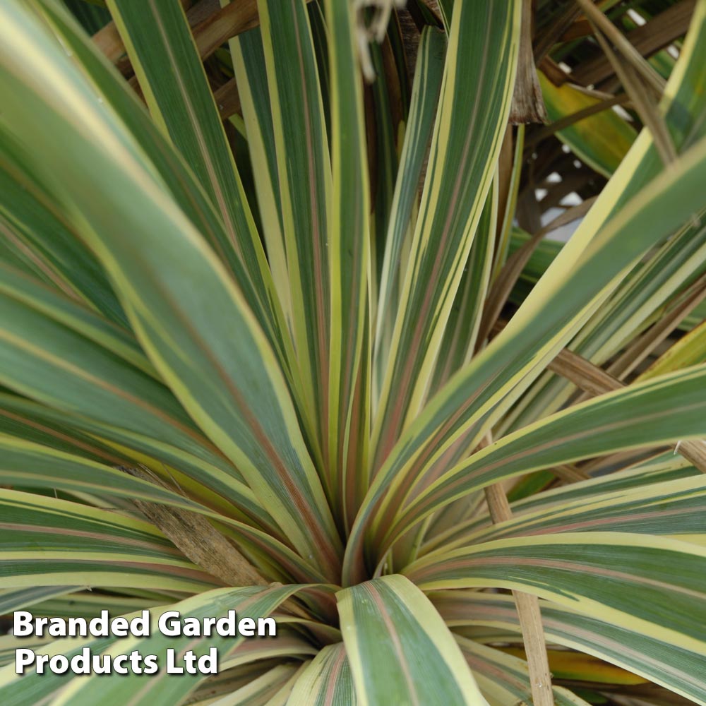 Yucca filamentosa 'Bright Edge' image