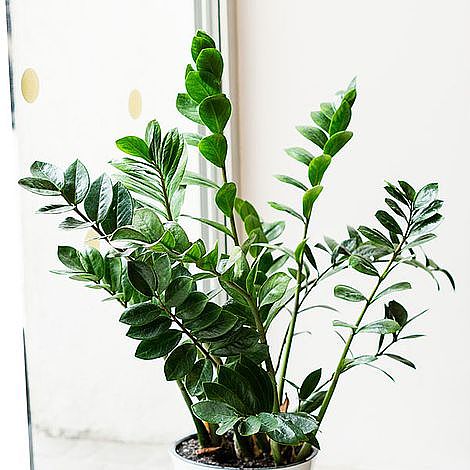 Zamioculcas Zamiifolia image