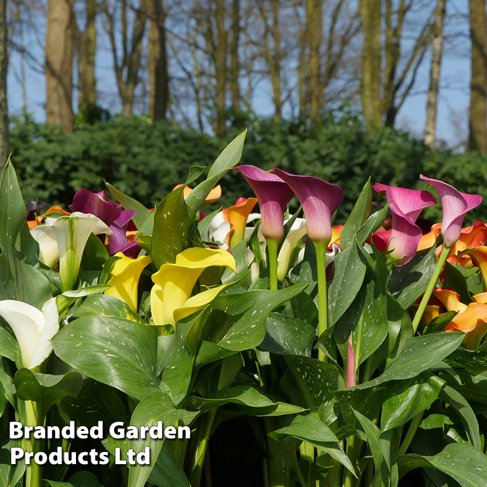 Calla Lily 'Spectrum Mixed' image