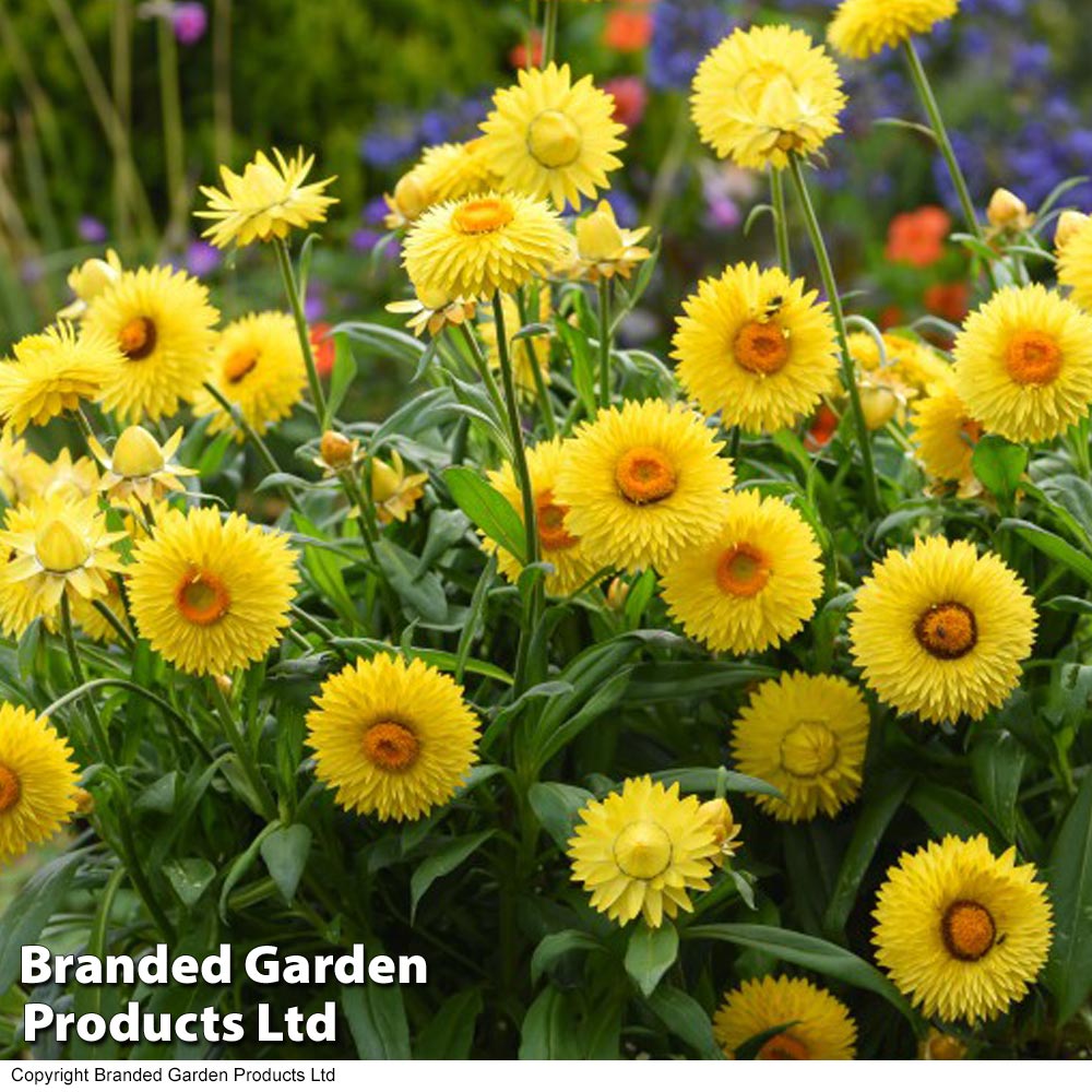 Xerochrysum 'Granvia® Gold' image