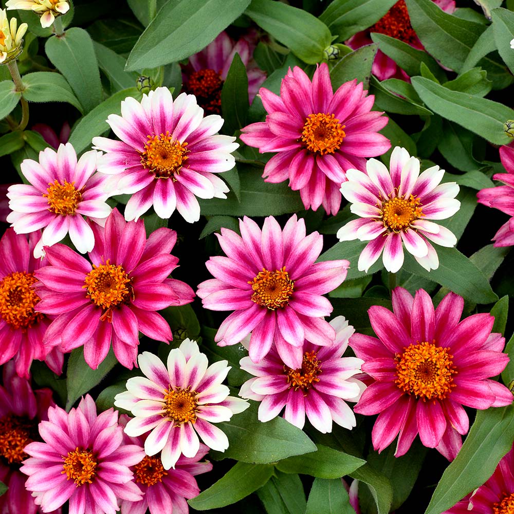 Zinnia Seeds - Cherry Profusion image