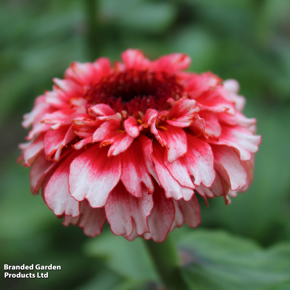 Zinnia 'Zinderella Fizz' - Seeds image