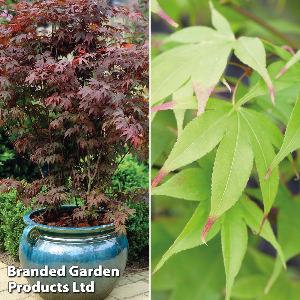 Acer palmatum Duo image