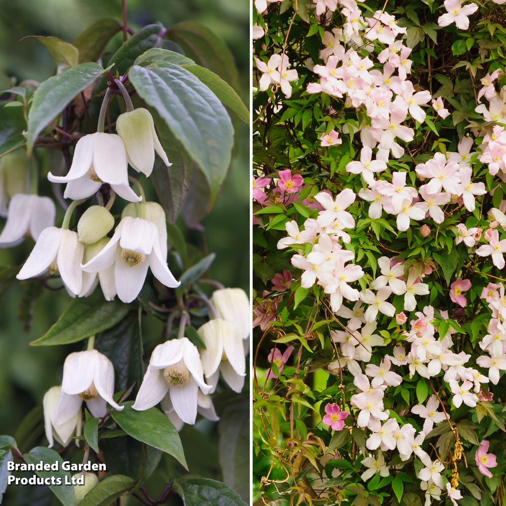 Clematis All Season Duo image