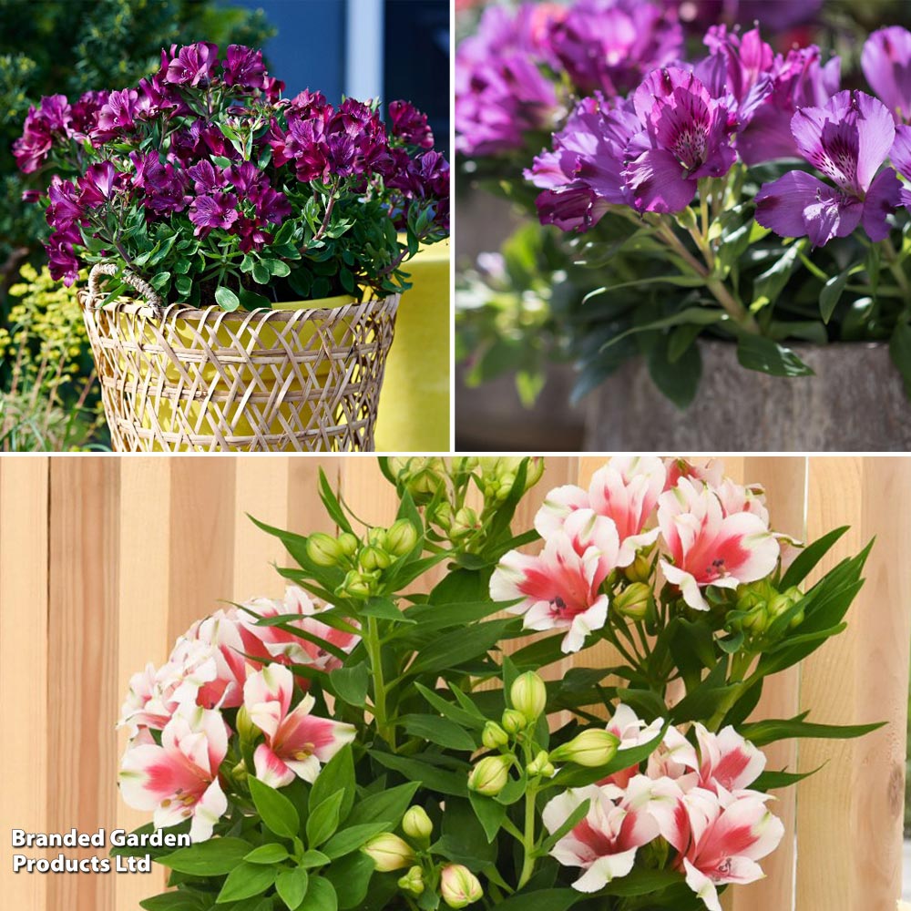 Alstroemeria Inticancha Purple Collection image