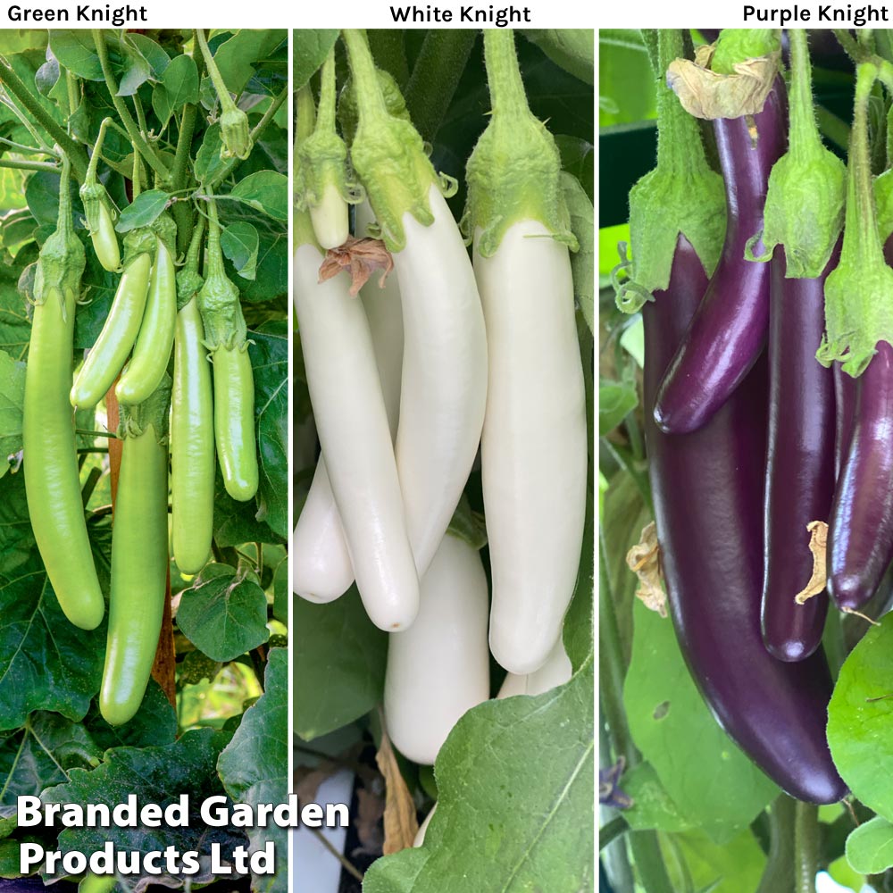 Aubergine 'Three Knight Recipe Collection' F1 - Seeds image
