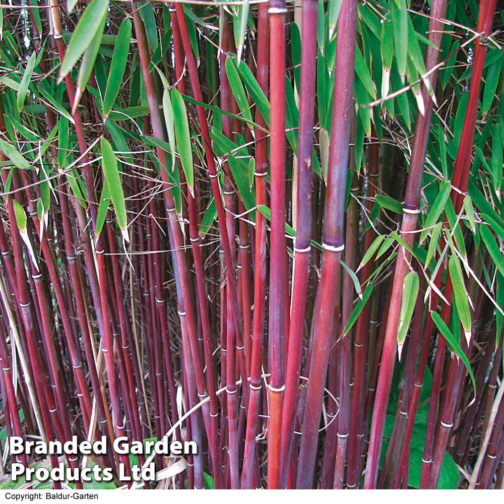 Umbrella Bamboo 'Asian Wonder' image