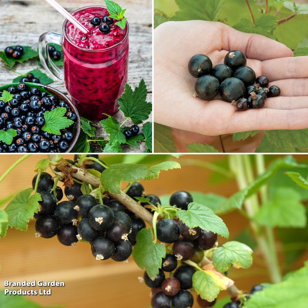Blackcurrant Growers Choice image