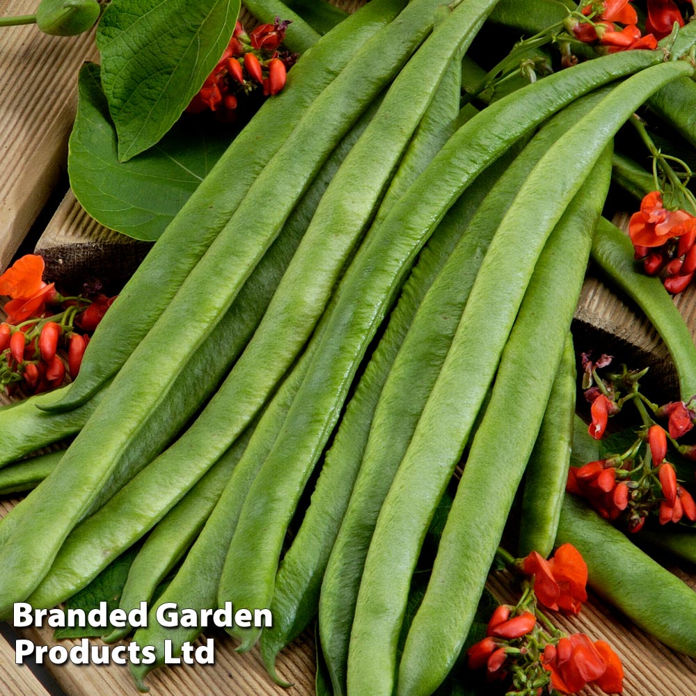 Runner Bean 'Scarlet Empire' image