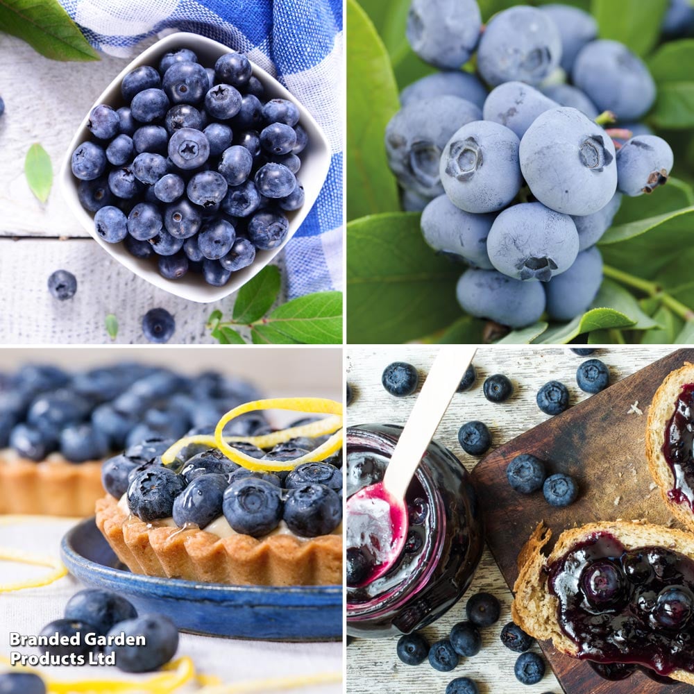 Blueberry Growers Choice image