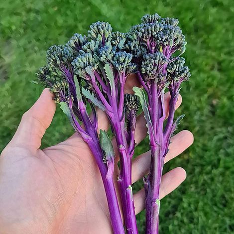 Broccoli 'Purplelicious' image
