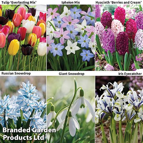 Bulb Spring Bonanza image