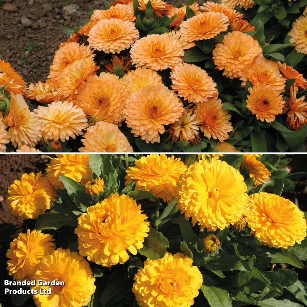 Calendula 'Bon Bon Mix' image