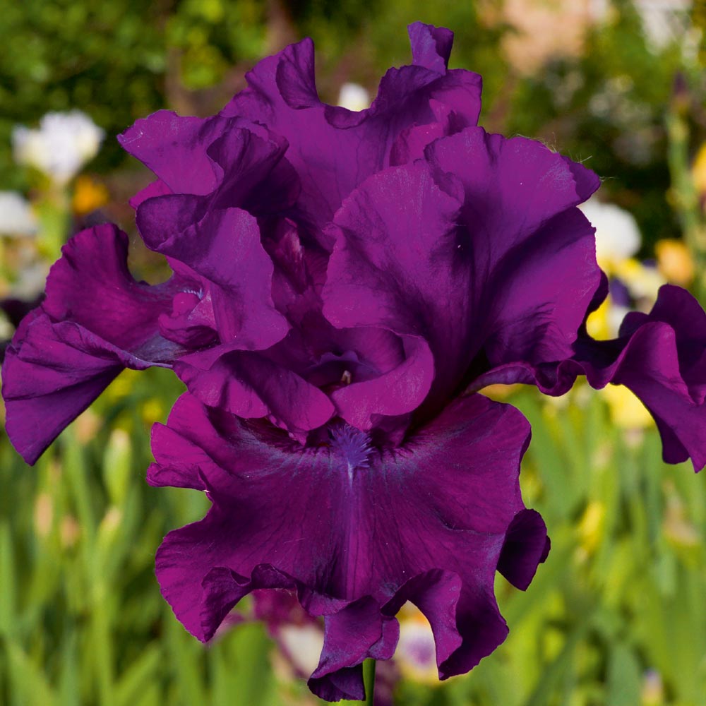 Iris 'Cantina' (Re-Blooming) image