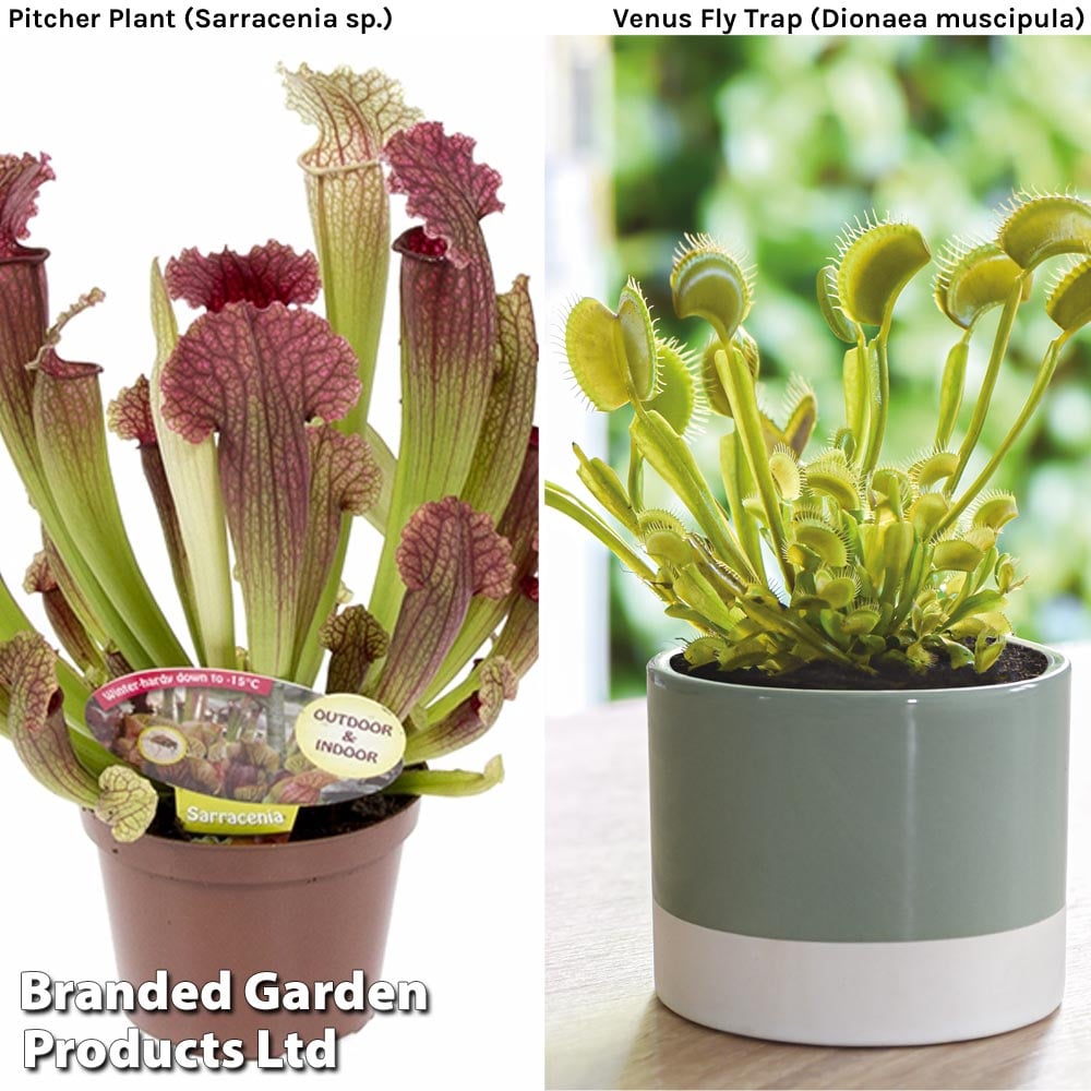 Carnivorous Plants Collection Dobies