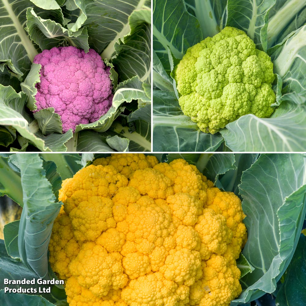 Cauliflower Colour Trio image