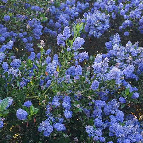 Ceanothus 'Italian Skies' image