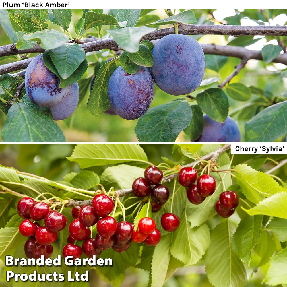 Cherry & Plum Duo (Mini Fruit Trees) image