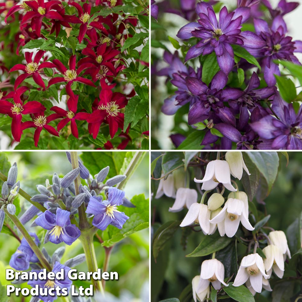 Clematis All Season Collection image