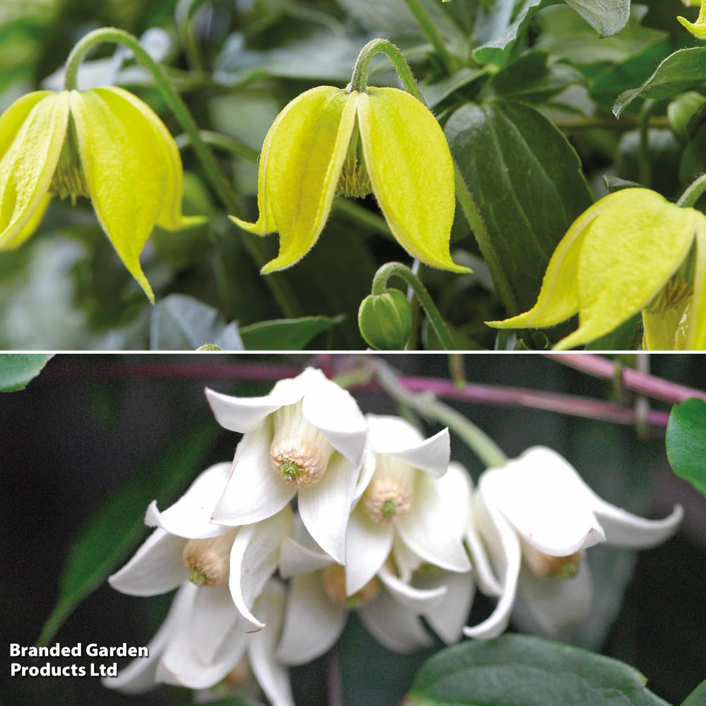 Clematis Summer Winter Duo image