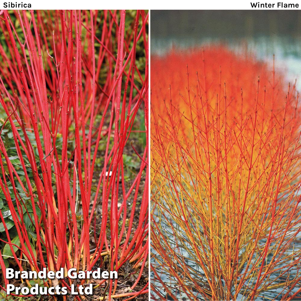 Cornus Winter Duo image