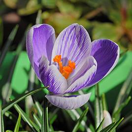 Crocus Dutch Striped