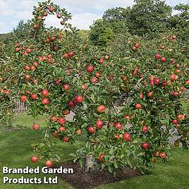 Apple Family Apple Tree