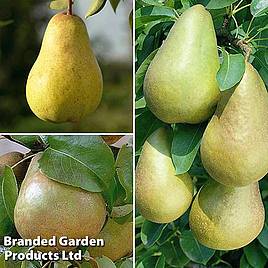 Pear Family Pear Tree