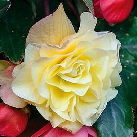 Begonia Fragrant Falls Improved™ - Lemon Delight