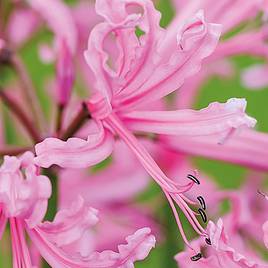 Nerine bowdenii Pink